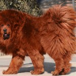 Another-Red-Tibetan-Mastiff
