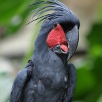 Palm-Cockatoo