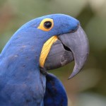 photo-of-Hyacinth-Macaw
